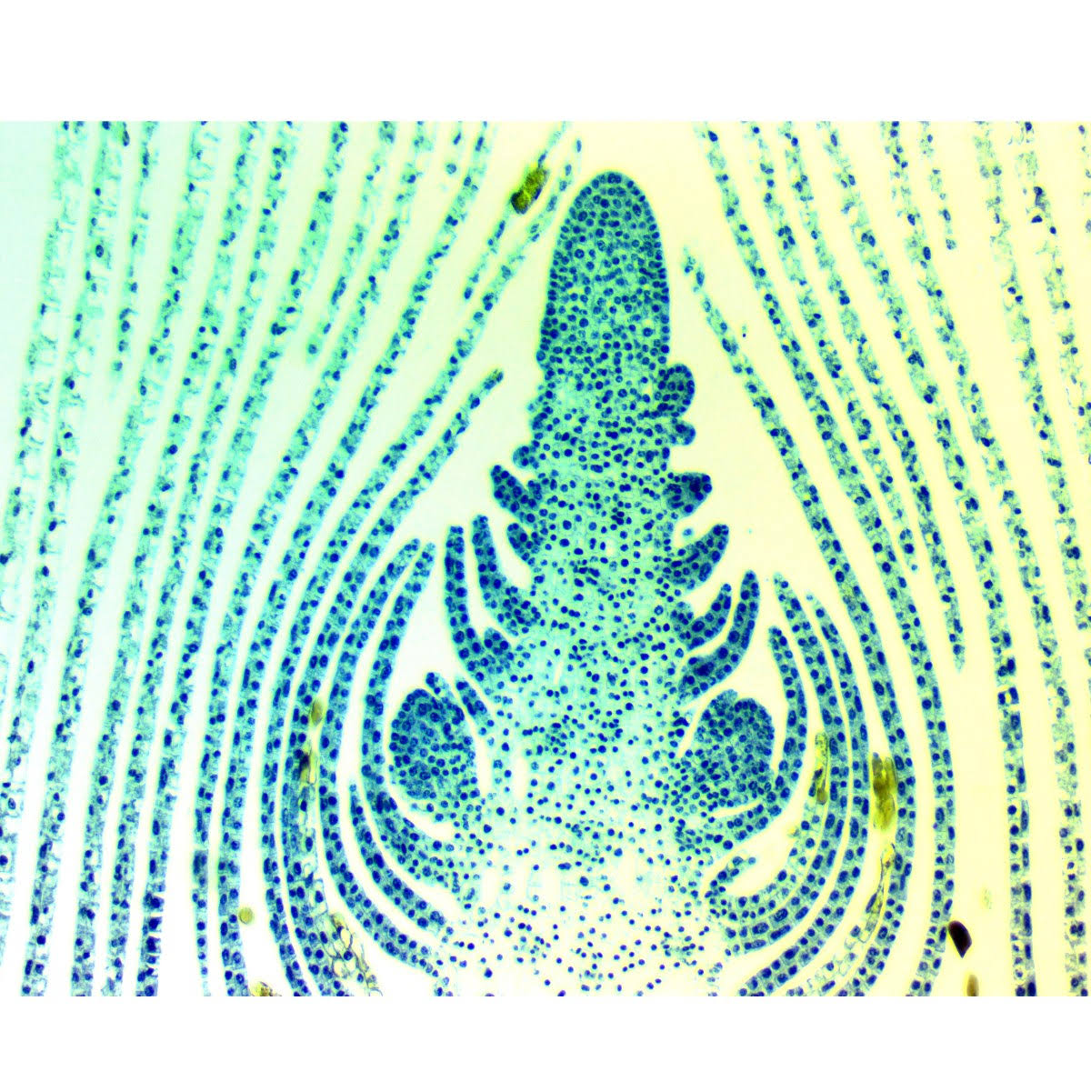 5MP USB3.0 Digital Camera for Microscope with 0.01mm Calibration Slide Y9995