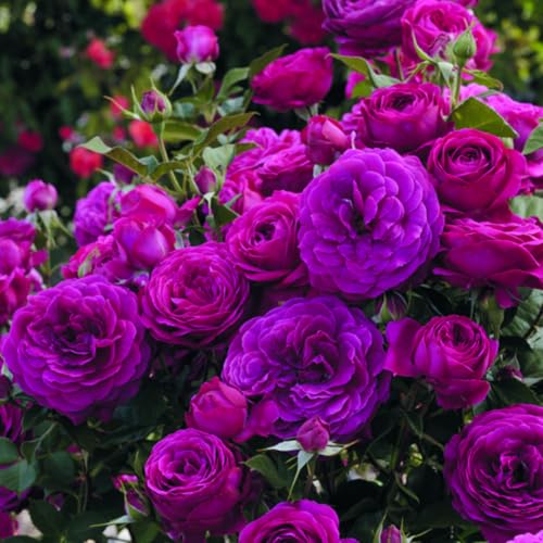 Purple Climbing Rose Live Plant I738