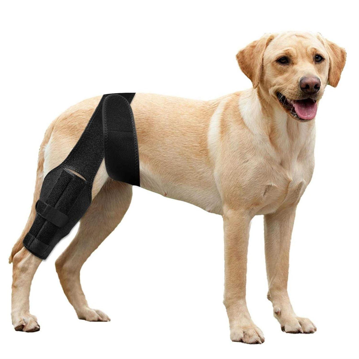 Dog Knee Brace for ACL Cruciate Ligament Injury D474