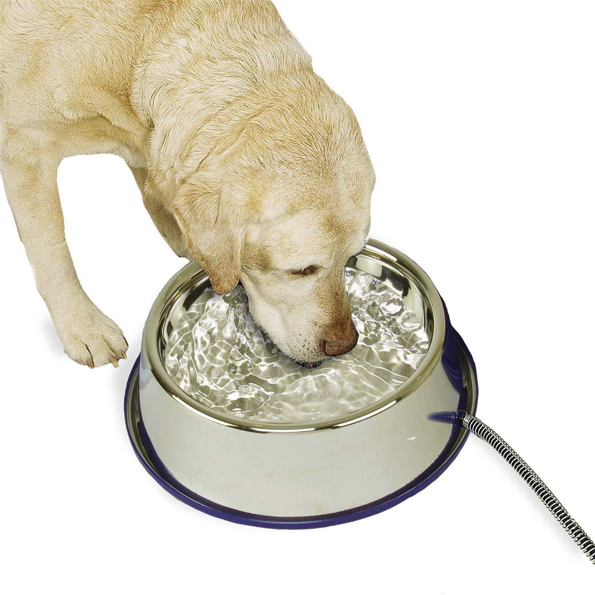 Stainless Steel Cat & Dog Bowl Y5197