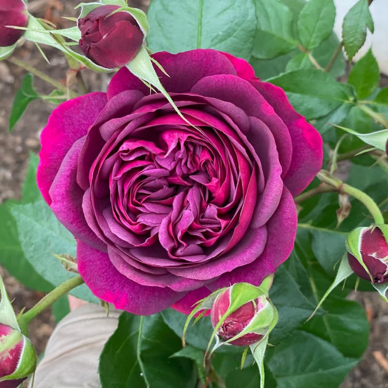 Purple Climbing Rose Live Plant I738