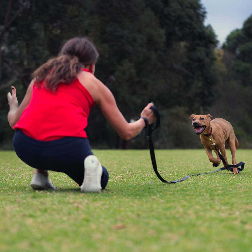 Leash C460369