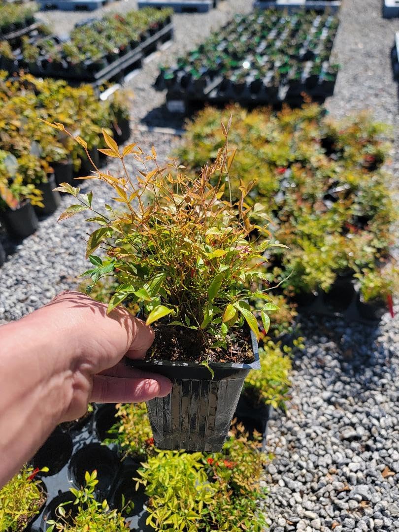 1 QT Live Plant Z9378