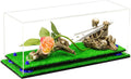 Clear Display Case with Turf Base and Navy Blue Risers I6461