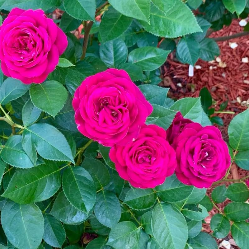 Purple Climbing Rose Live Plant I738