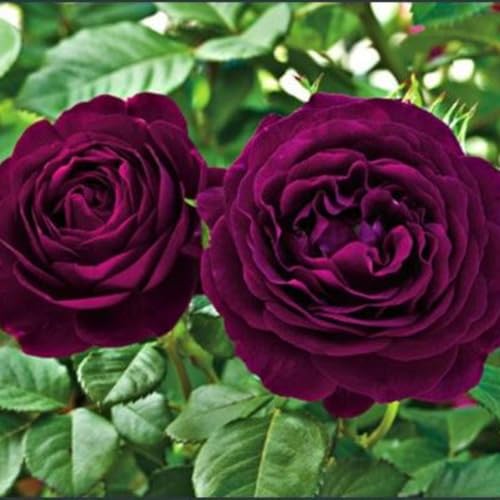 Purple Climbing Rose Live Plant I738