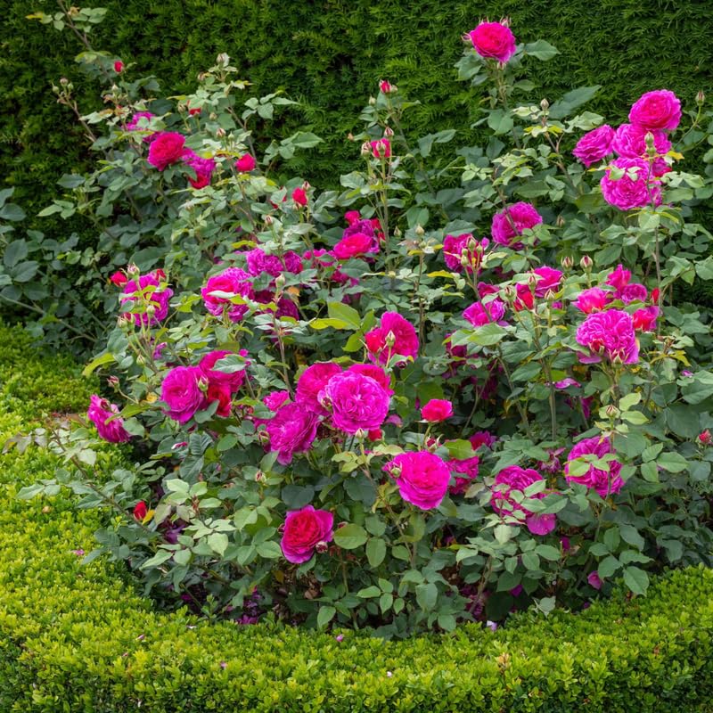Purple Climbing Rose Live Plant I738