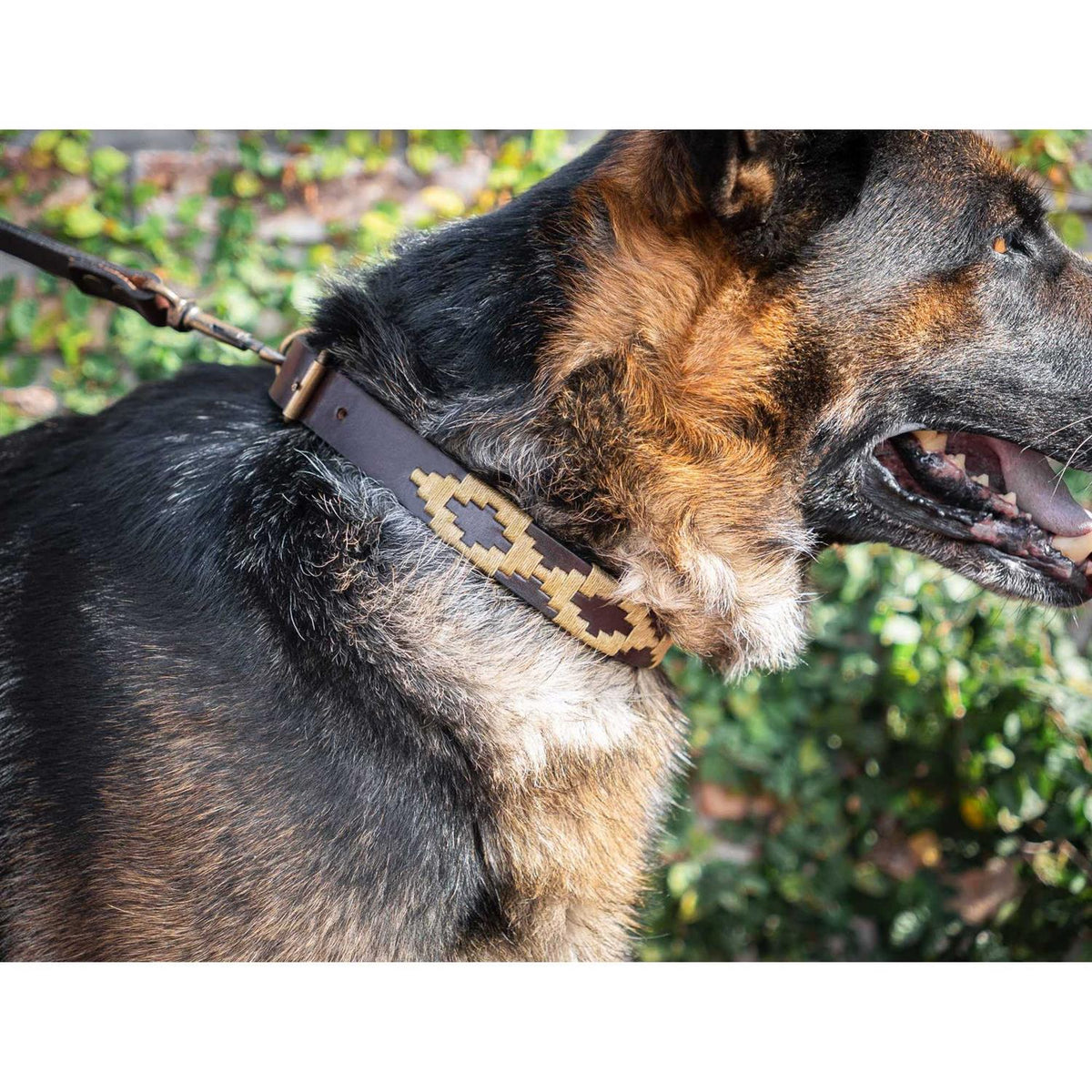 Polo Dog Collar Leather Hand-Stitched I240621