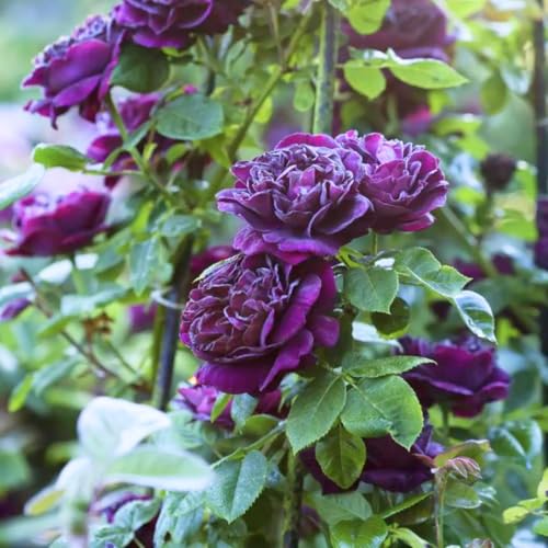 Purple Climbing Rose Live Plant I738