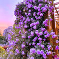 Purple Climbing Rose Live Plant I738