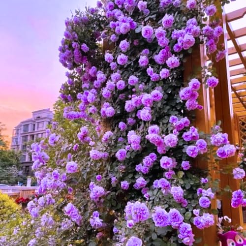 Purple Climbing Rose Live Plant I738