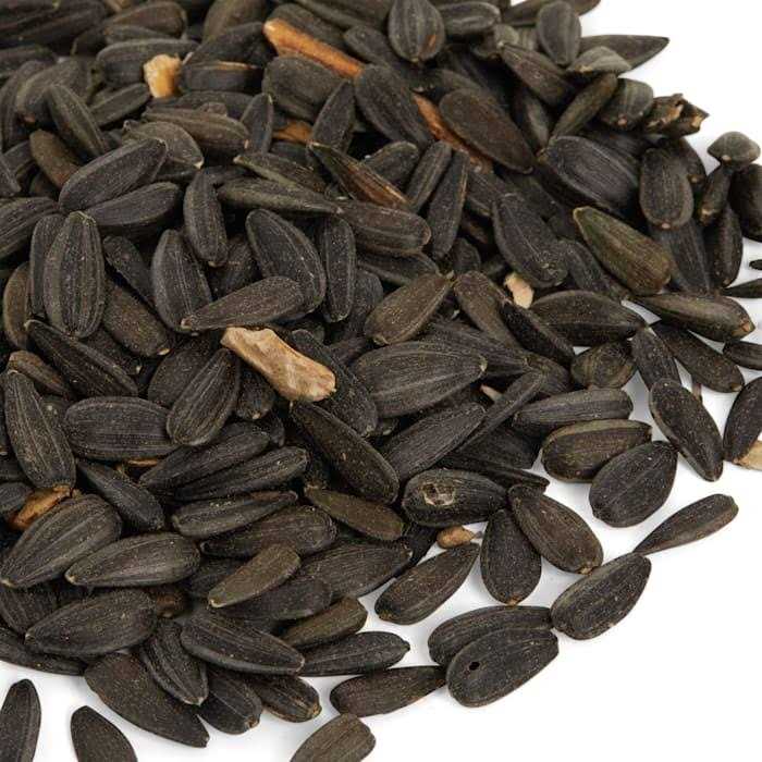 Black Oil Sunflower Seed Wild Bird Food P322232