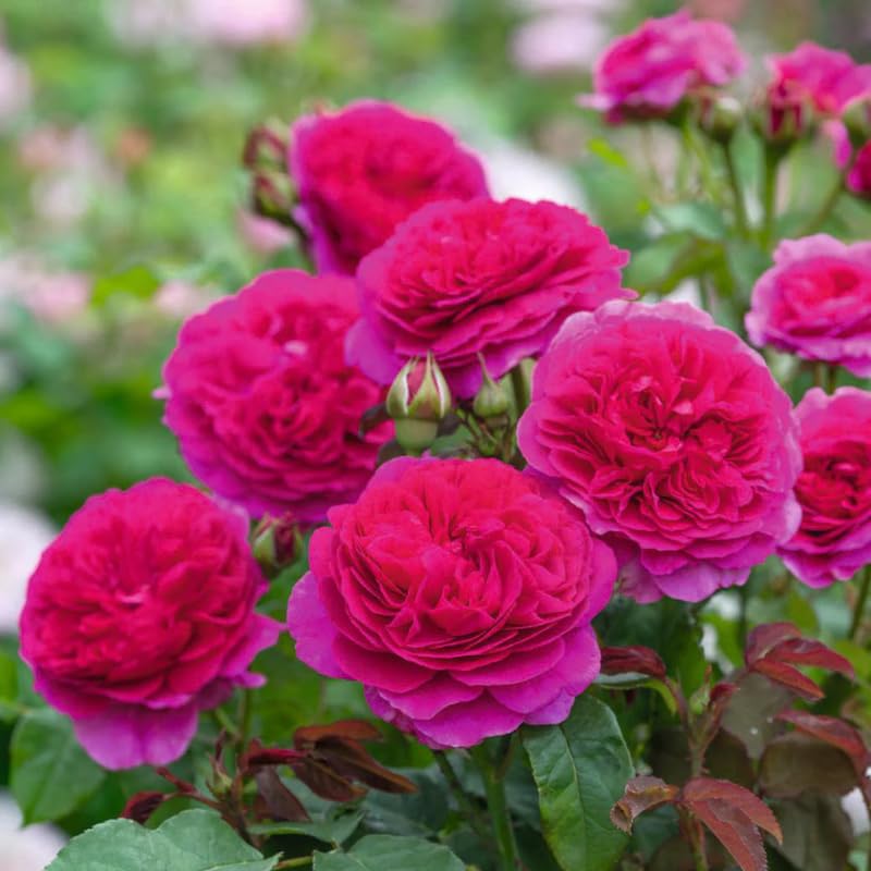 Purple Climbing Rose Live Plant I738