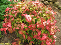 1 QT Live Plant Z9378