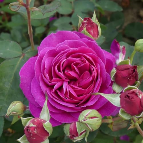 Purple Climbing Rose Live Plant I738